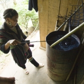 Mi showing us how the H'Mong people dye their hemp clothing its indigo color