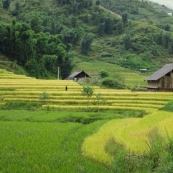 Rice paddies near Cat Cat Village