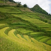 Rice Paddies between Cat Cat Village and Sapa