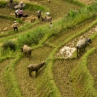 H'Mong people harvesting rice with water buffalo cleaning up after them