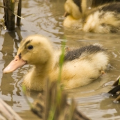 Ducks near Ta Van Village