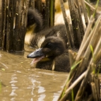 Ducks near Ta Van Village