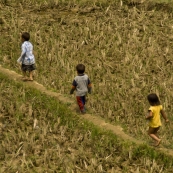 Young children exploring the rice paddies near Ta Van Village