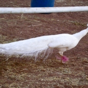 An albino peacock