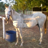 Oro all sweaty after our ride