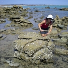 Lisa harvesting oysters at Quondong Point