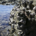 The seemingly endless rock oysters at Quondong Point