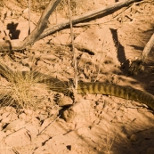 A two metre long Black-Headed Python alongside the road