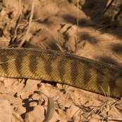 A two metre long Black-Headed Python alongside the road