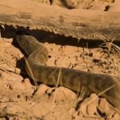 A two metre long Black-Headed Python alongside the road