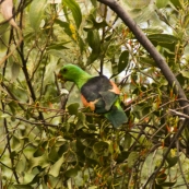 A parrot we spotted on the road out of the Bungle Bungles