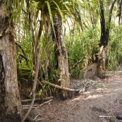 Lisa hiking to Champagne Springs