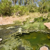 Champagne Springs