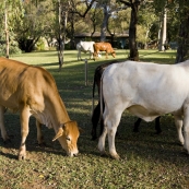 Cows in the El Questro Township campsite