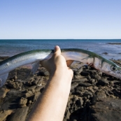 Sam catches a Snook fishing off the rocks north of Pago