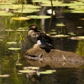 Bird life on Lily Lagoon on the way to Mitchell Falls