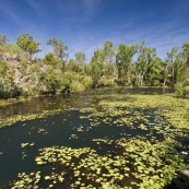 Lily Lagoon