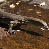 Water monitor at Barnett River Gorge