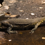 Water monitor at Barnett River Gorge