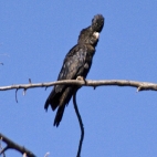 A Red-Tailed Black Cockatoo at Galvans Gorge