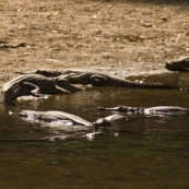 Freshwater Crocodiles in Windjana Gorge