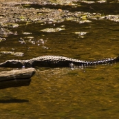 Freshwater Crocodiles in Windjana Gorge