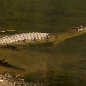 Freshwater Crocodiles in Windjana Gorge