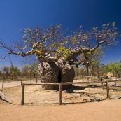 The Prison Boab Tree on the road into Derby