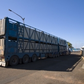 Live cattle on their way to Asia at the Port of Broome