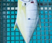 A two foot long Golden Trevally on the jetty at the Port of Broome