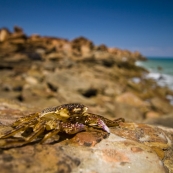 A crab on the rocks at Gantheaume Point