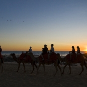 Sunset camel tours at Cable Beach