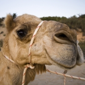 Camel tours on Cable Beach