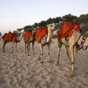 Camel tours on Cable Beach