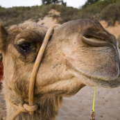 Camel tours on Cable Beach