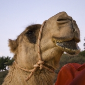 Camel tours on Cable Beach