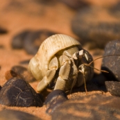 A hermit crab at Roebuck Bay