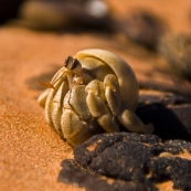 A hermit crab at Roebuck Bay