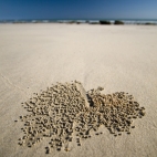 Sand crabs working the sand into tiny balls on the beach at Quondong Point