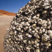 Oysters on the rocks at James Price Point