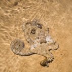 An octopus on the beach at James Price Point