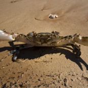 An angry mud crab at James Price Point