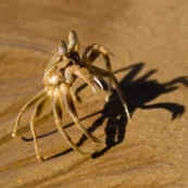 A sand crab on the beach at James Price Point