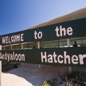 The hatchery at One Arm Point