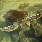 A rescued turtle at the hatchery at One Arm Point