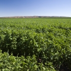 Crops in the fertile Ord River basin