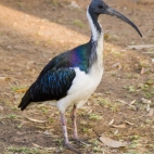 A bird at our campsite in Ivanhoe Caravan Park