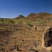 Termite mounds and the Osmand Range