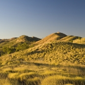 Spinifex in the setting sun