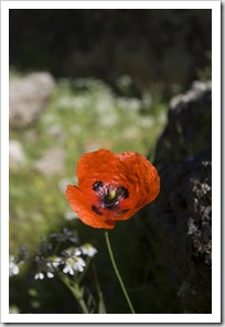 A Turkish poppy in Kayakoy (they were everywhere!)